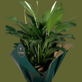 Hugo's Plant — Standard