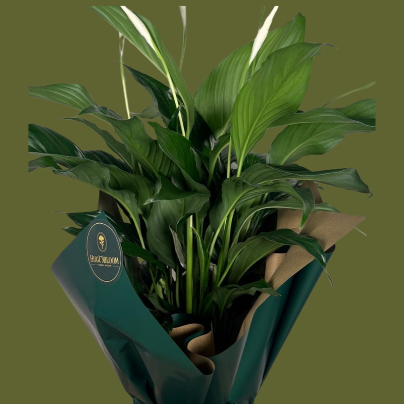 Hugo's Plant — Standard