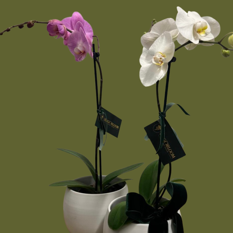 Hugo's Plants