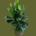Hugo's Plant — Premium