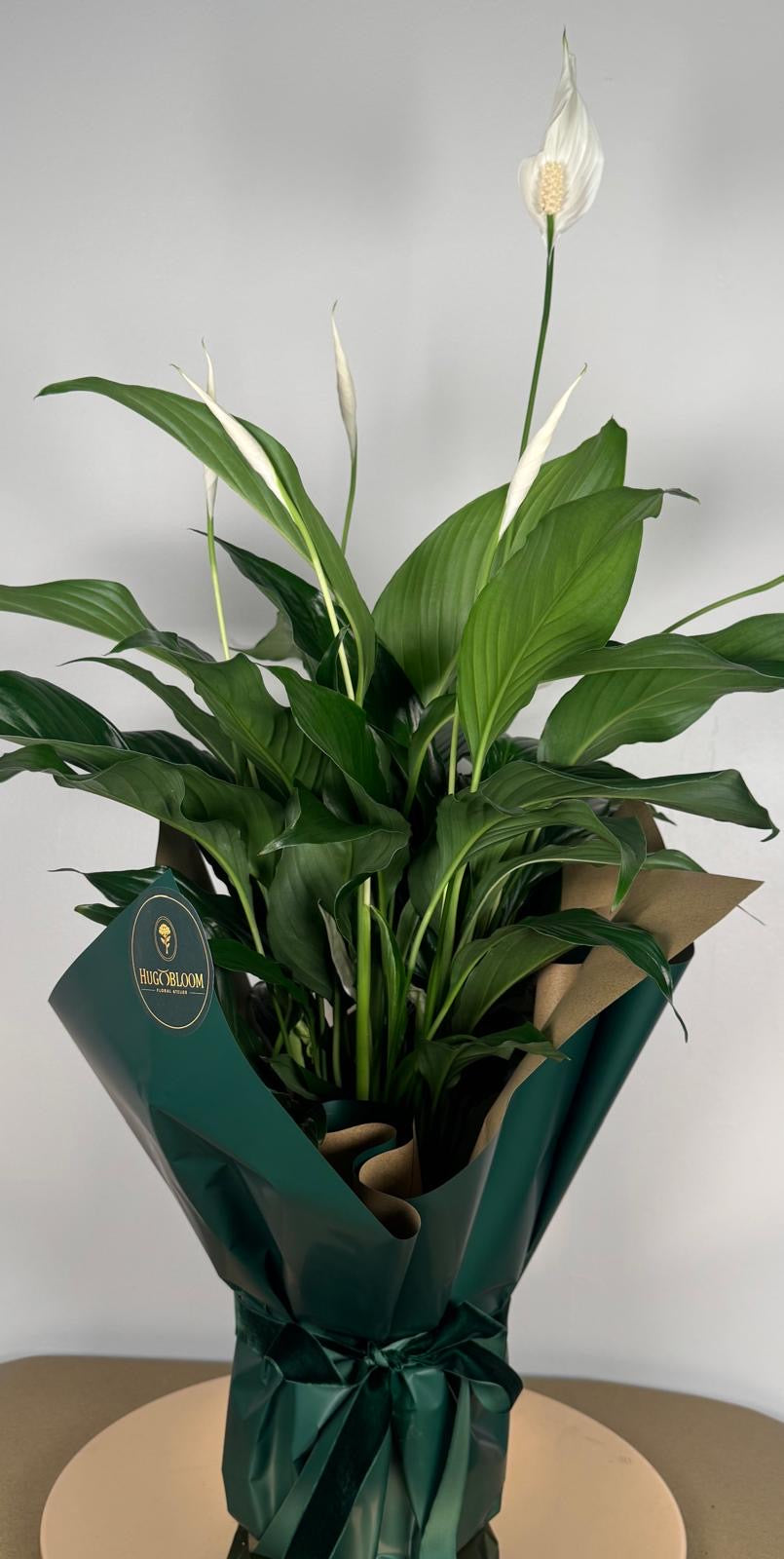 Hugo's Plants