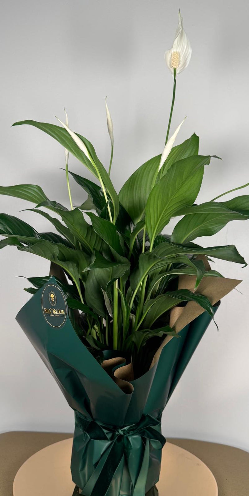 Hugo's Plants