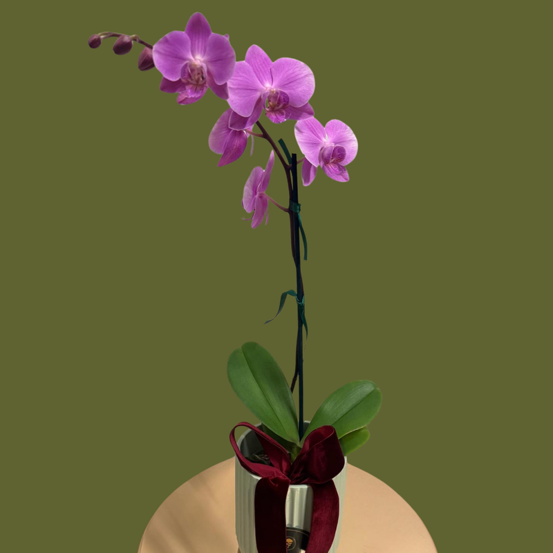 Hugo's Plant — Classic