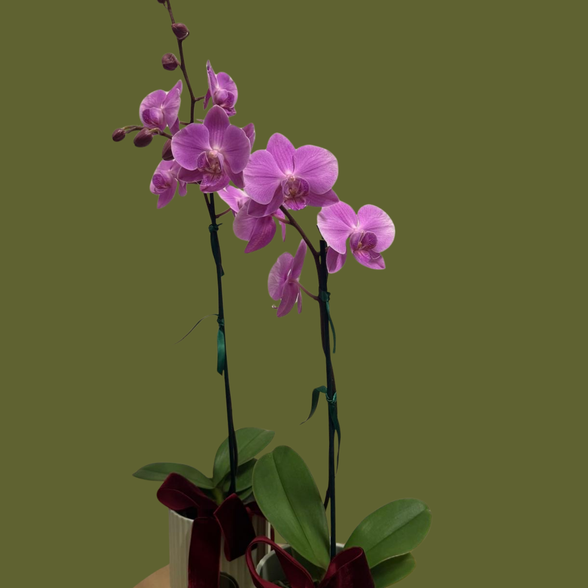 Hugo's Plant — Classic
