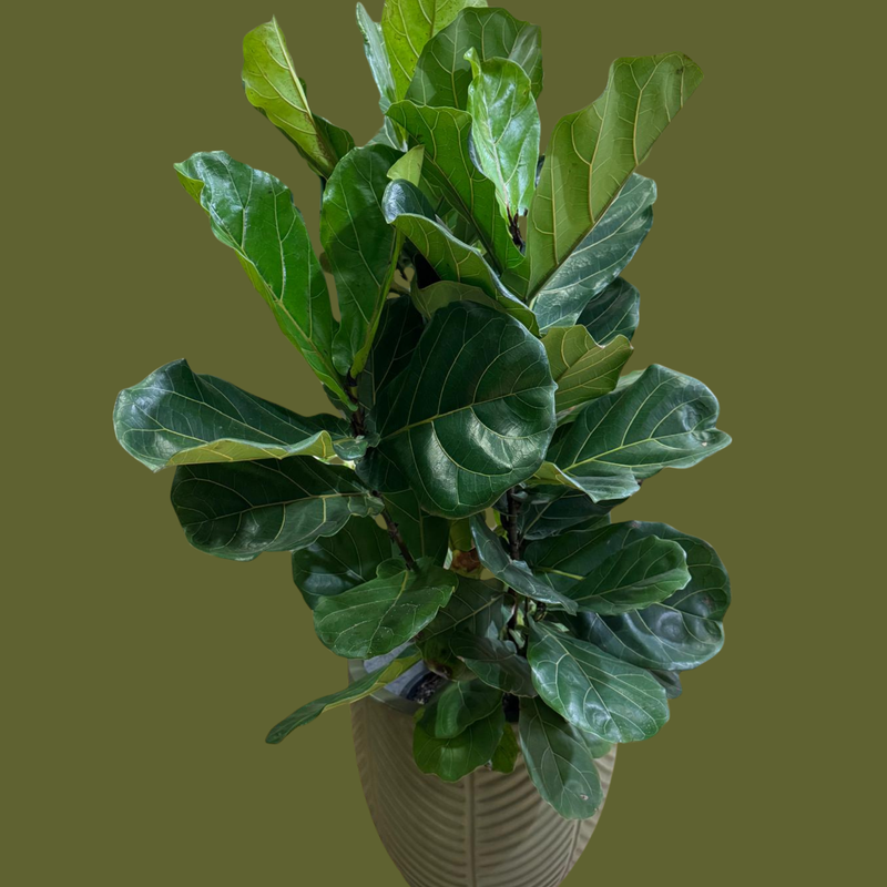 Hugo's Plant — Premium