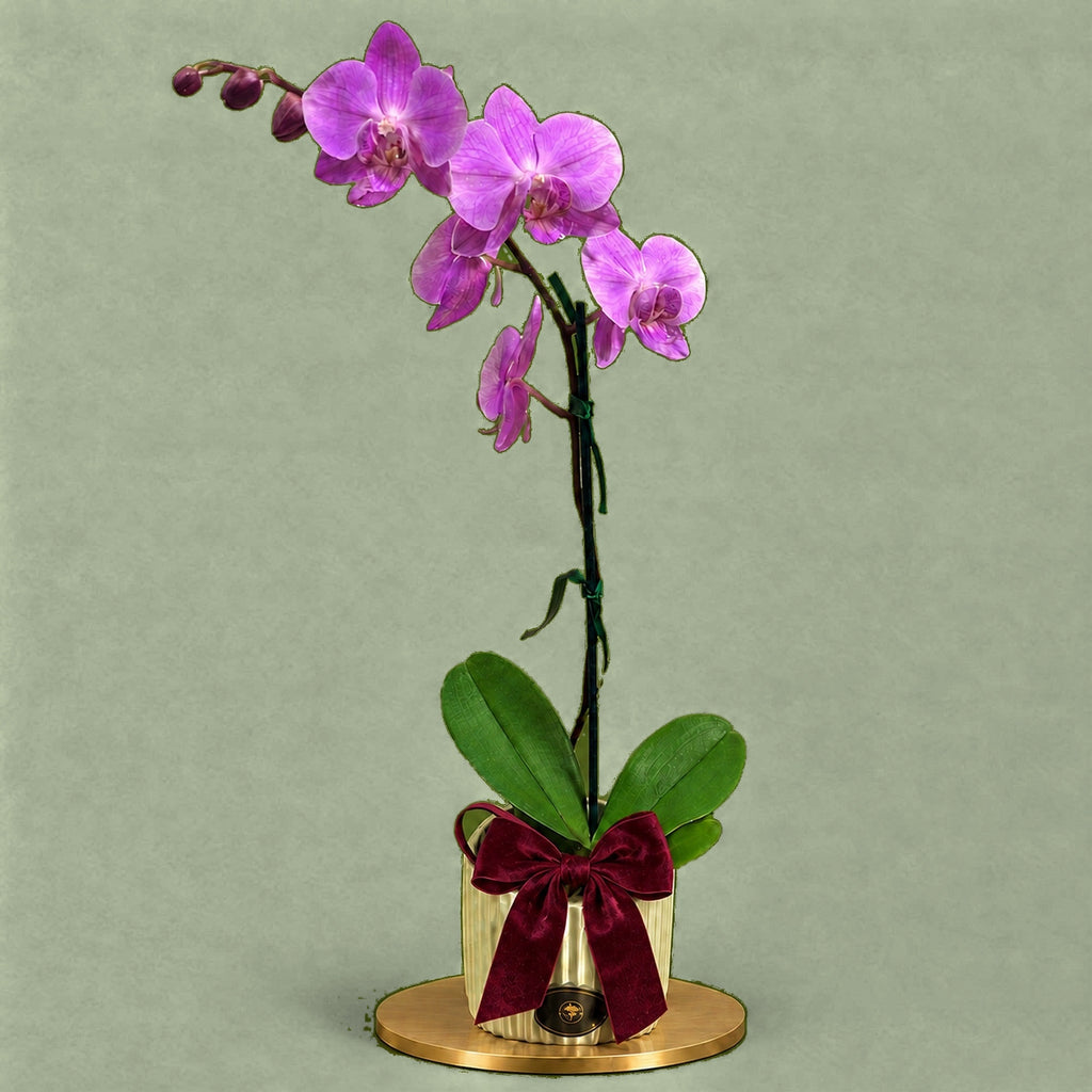 Hugo's Plant — Classic – Hugobloom florist Adelaide