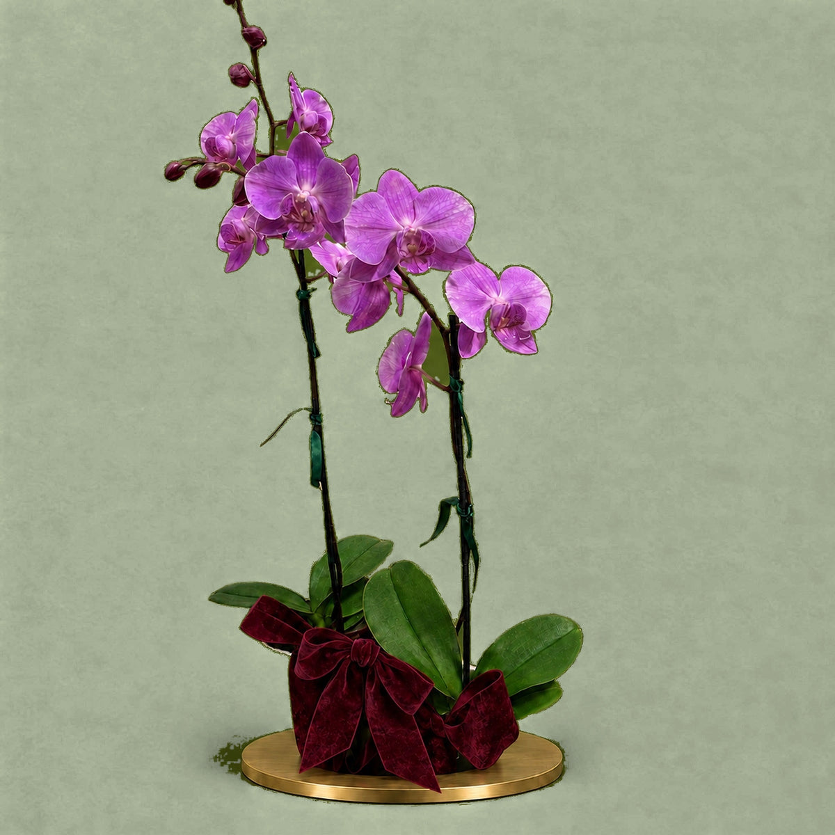 Hugo's Plant — Classic – Hugobloom florist Adelaide (2)