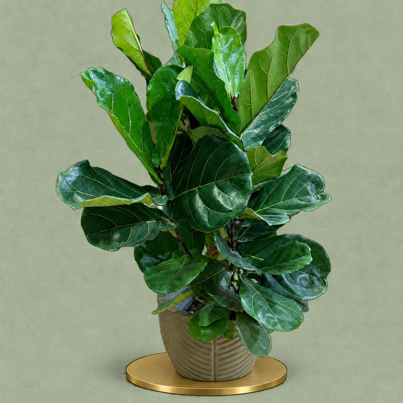 Hugo's Plant — Premium