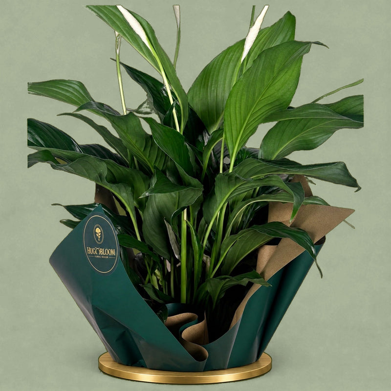 Hugo's Plant — Standard